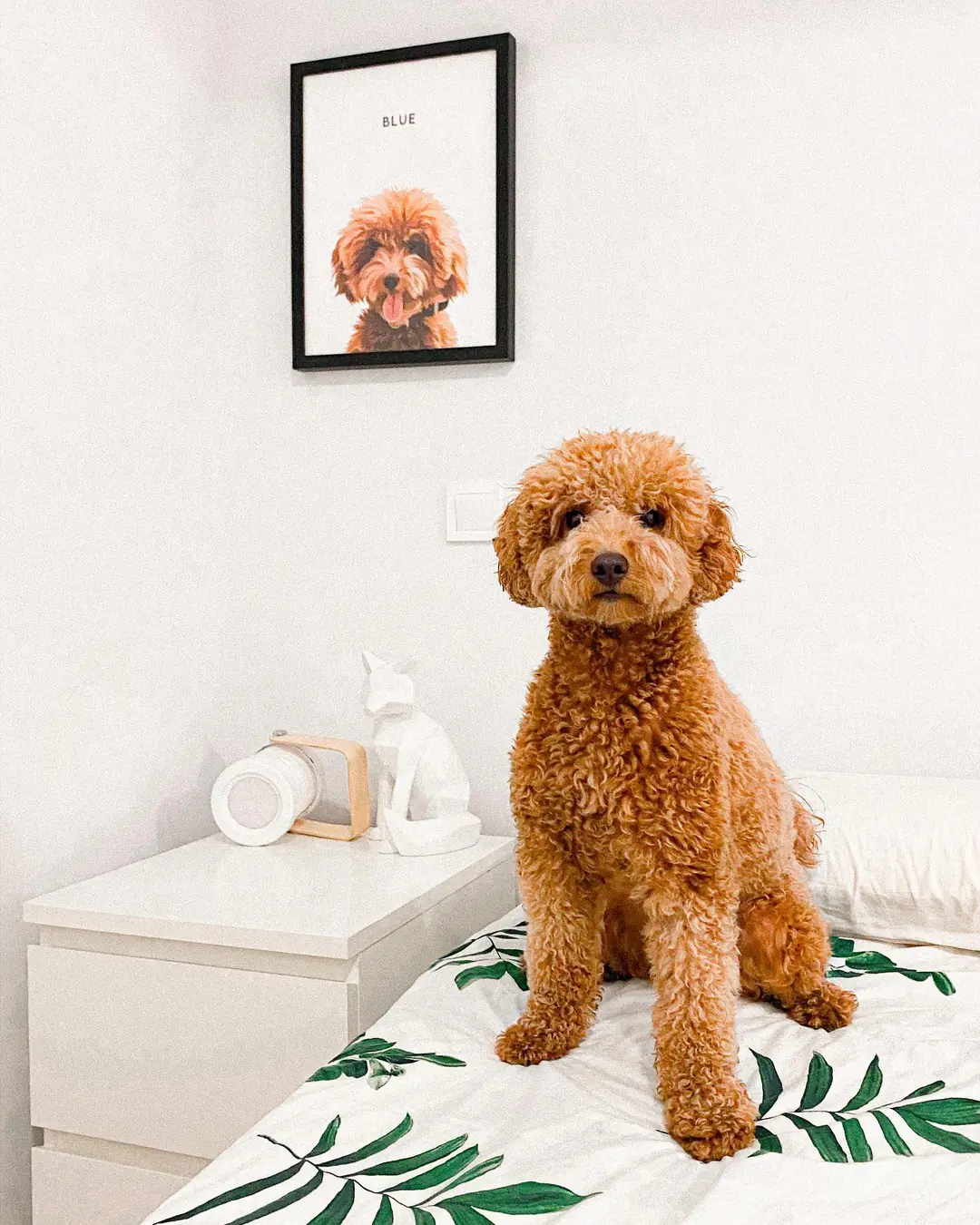 Un caniche sobre la cama, con la lámina de su retrato colgada en la pared