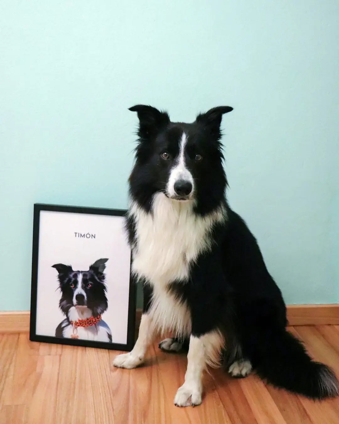 Un border collie sentado junto a la lámina enmarcada con su retrato